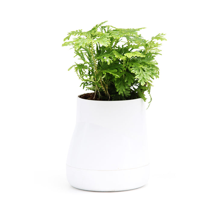 Qualy Hill L white pot with irrigation system X20002-WH